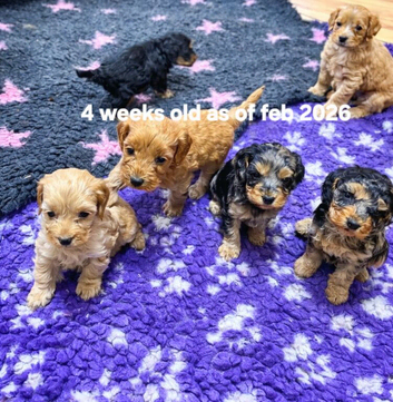 Cockapoo puppies for sale