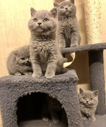 British shorthair blue