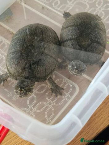 2 musk turtles