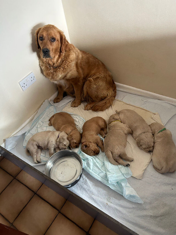Golden retriever puppies for sale