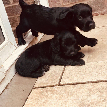 Sprocker puppies