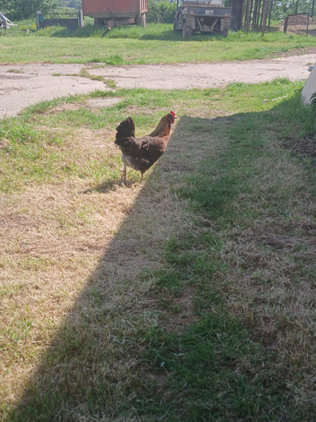 PURE BRED welsummer pol vac chicken