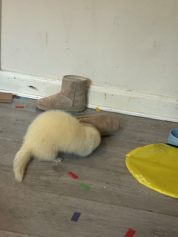 White male ferret
