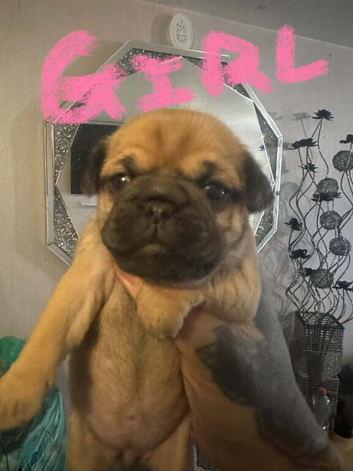 X3 male and x1 female Jugs for sale