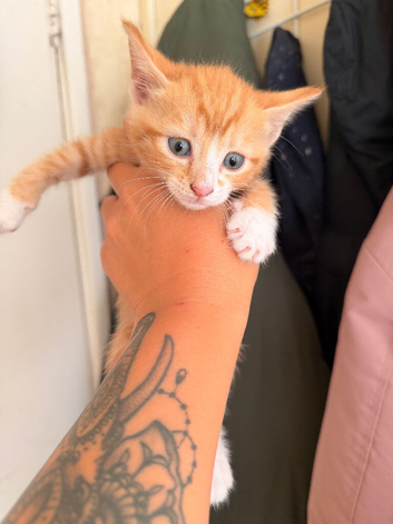 Cute kittens for sale