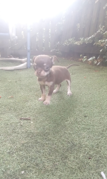 Boy Chihuahua for sale