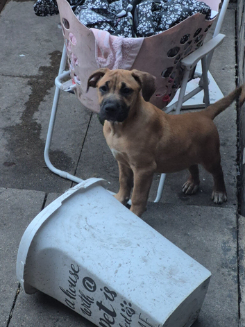 Cane corso mix puppies