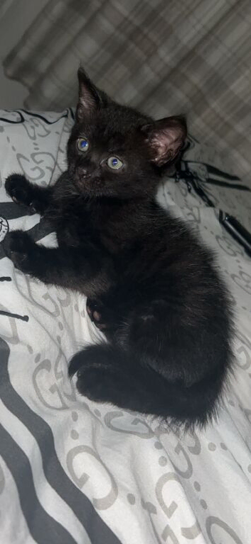 Male kitten