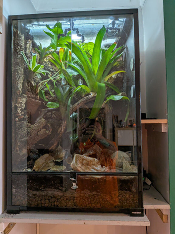 Bumblebee Dart Frogs with  Bioactive Setup