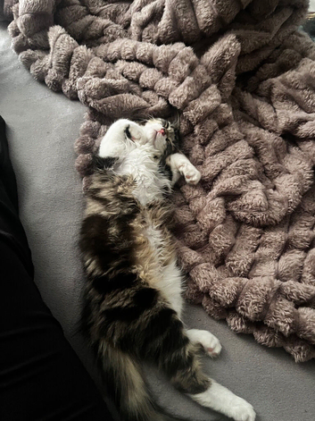Lily