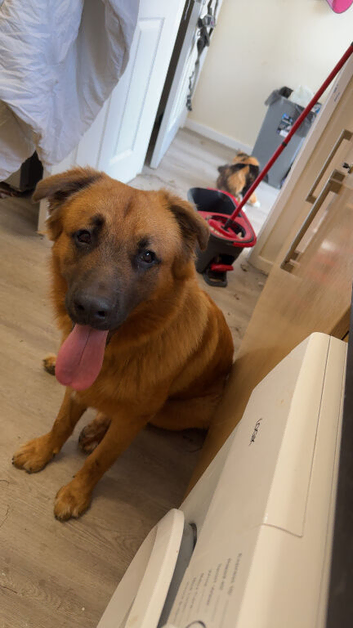 1Year old male gsd x mastiff