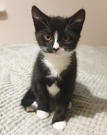 A tiny gentleman, a huge amount of charm (9 weeks old)