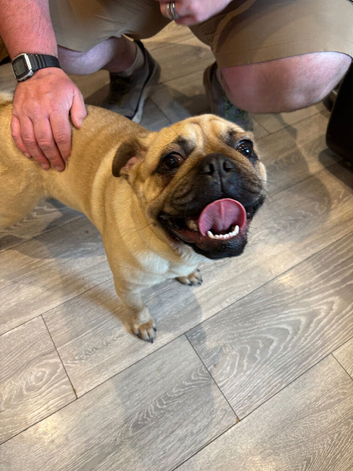 10 month old Pug x Puggle
