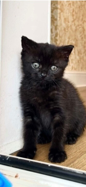 Black smoke Dsh kitten