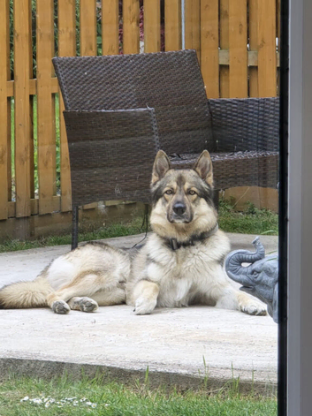 Male German Shepherd