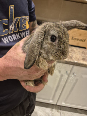 3 baby mini lops