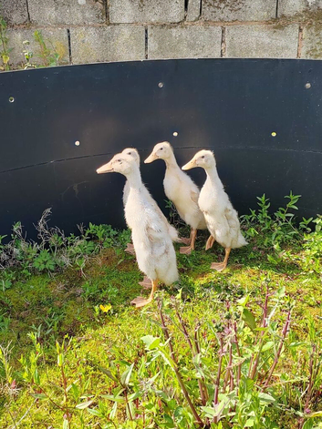 Pure bred male white Indian Runner Ducks