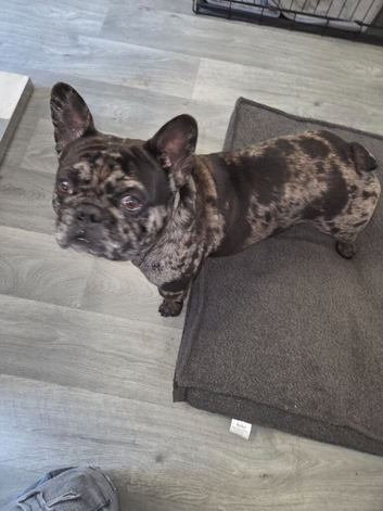 Male merle french bulldog