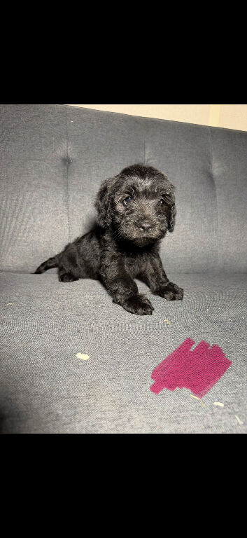 Last stunning cockerpoo girl for sale!