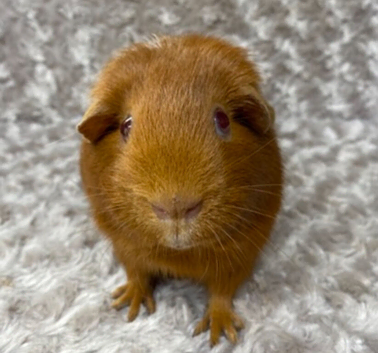 Lovely Adult Golden Sow