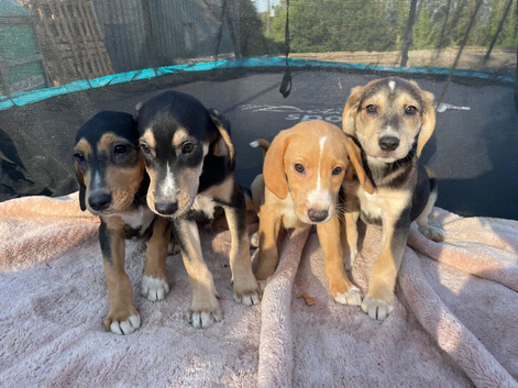 Beagle x labs ready now