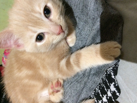 Nice two male kittens!