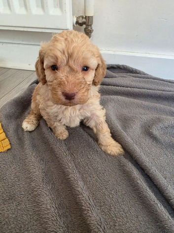 Beautiful Minature Cockapoo F1B puppies
