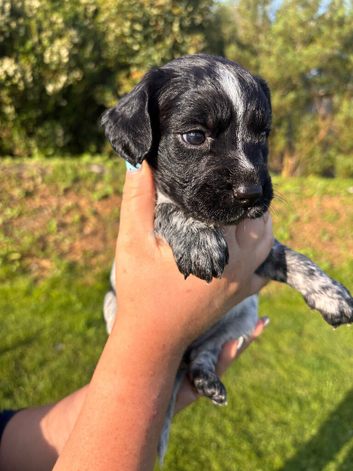 Sprocker puppies