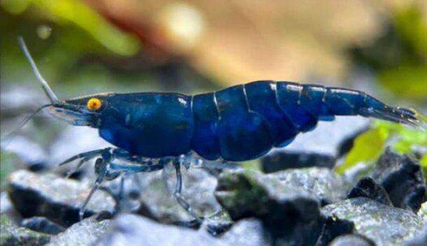 Rare High Grade Orange Eye Blue Devil Shrimp