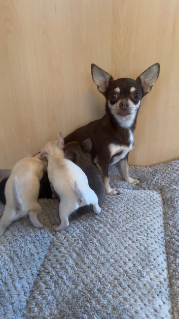 stunning tinychihuahua puppies READY to leave