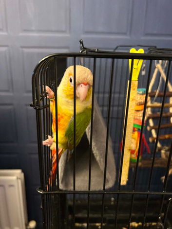 Gorgeous sun conure