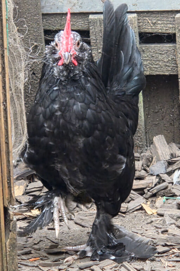 Barbu D'uccle Rooster