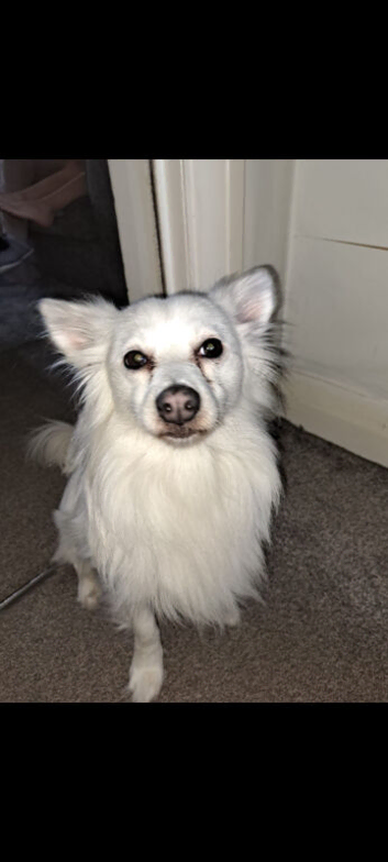 Japanese Spitz  x pomeranian