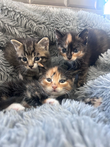 Kittens 1/2 Maine coon. 7 weeks & ready to go. #1 girl left
