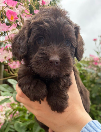 Miniature Australian Labradoodle Puppies