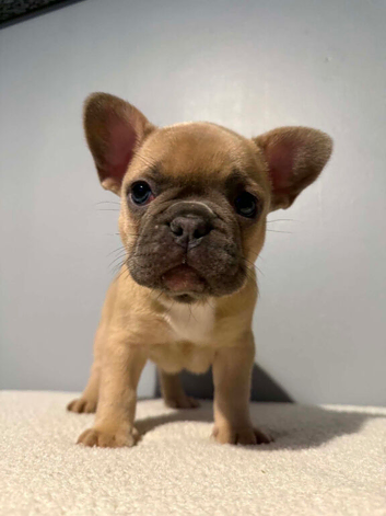 Adorable French bulldog puppies