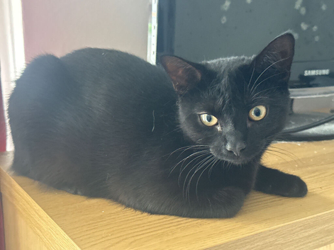 Black cat