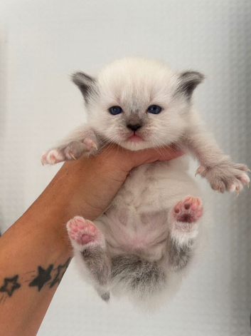 Ragdoll kittens