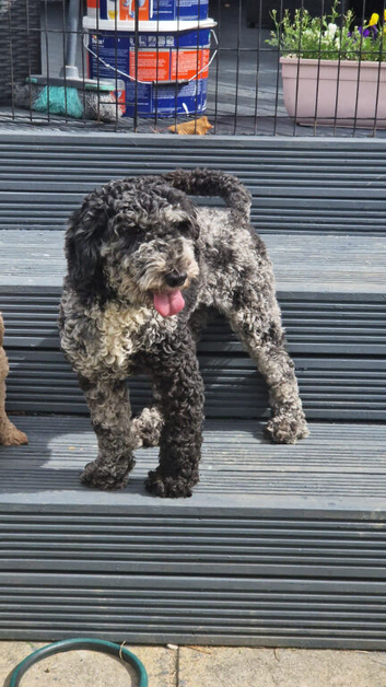 Adorable girl mini poodle