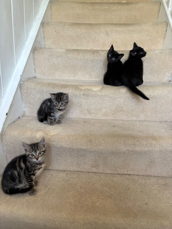 2 black kittens left!