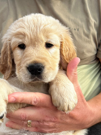 Golden retriever x flat coat retriever puppies