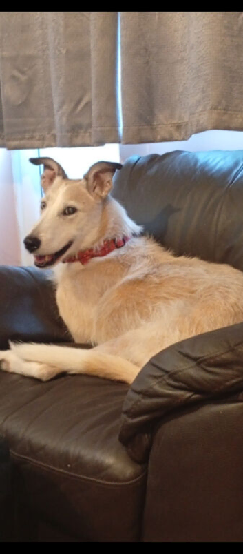 Loving home needed for lurcher
