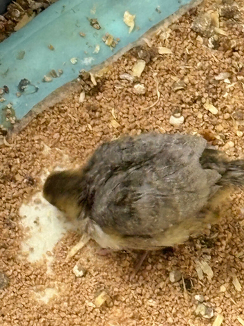 coturnix quail chicks 2 weeks old  lovely mix of colours