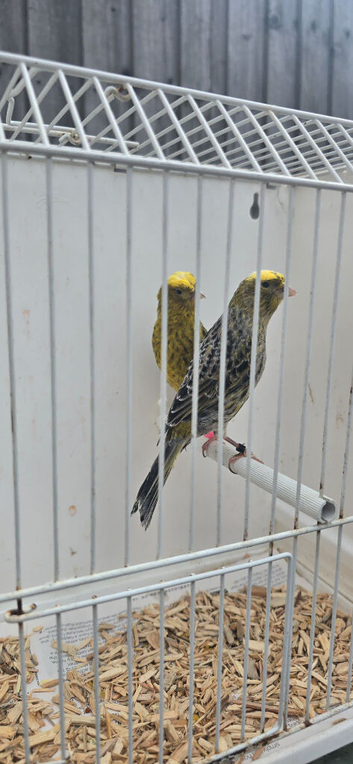 BEAUTIFUL PROVEN PAIR LIZARDS CANARIES