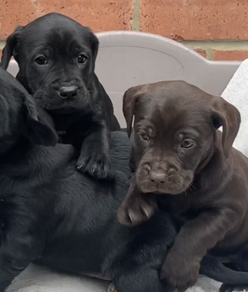 Cockerdor Puppies - family raised