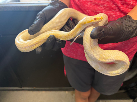 Corn snake