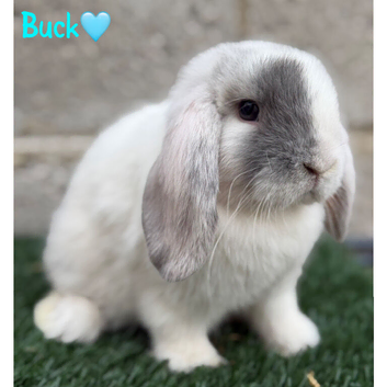 Pure breed mini lop