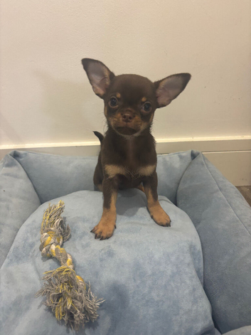 Ready now KC Chocolate Chihuahua