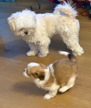 Beautiful Lhasa apso pups