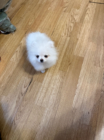 Mini Pomerian